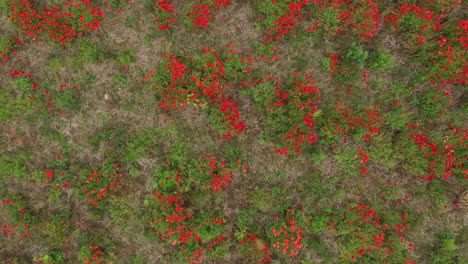 Aufsteigende-Luftaufnahme-Eines-Braunen-Hasen-Aus-Der-Vogelperspektive,-Der-In-Einem-Kacken-Feld-Mit-Wildblumen-Herumhüpft