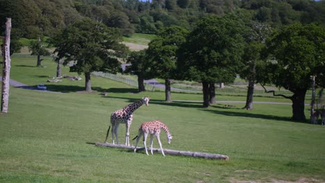 Zwei-Giraffen-Im-Longleat-Safaripark