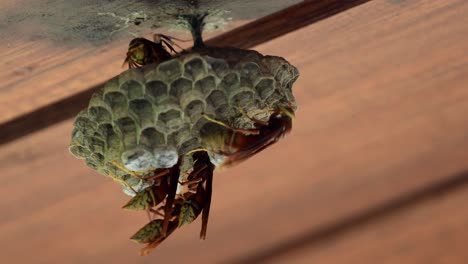 A-group-of-paper-wasps-work-on-their-nest