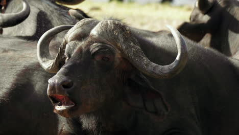 Close-up-shot-of-a-resting-African-Cape-Buffalo-slowly-chewing,-surrounded-by-a-herd