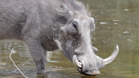 Warzenschwein-Trinkt-Wasser-Am-Flachen-Fluss-In-Botswana,-Südafrika