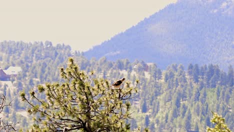 Swainson's-Hawk-perched-in-the-top-of-a-pine-tree-near-Bailey,-Colorado-in-the-United-States