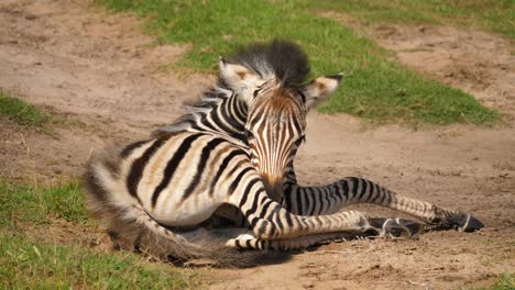 Baby-zebra-lying-on-the-dirt-and-falling-asleep