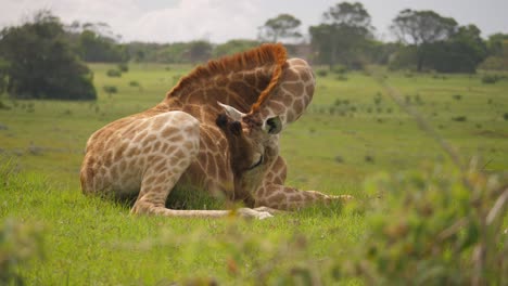 Pan-of-giraffe-lying-on-hill-eating-grass