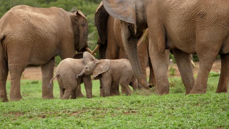 Two-small-baby-African-elephants-playfully-nudge-each-other-under-the-watchful-eye-of-the-huge-adult-elephants-surrounding-them