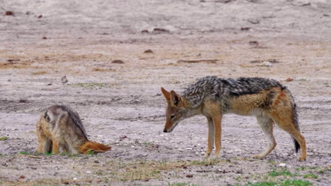 A-Couple-Of-Black-Backed-Jackal-Digging-And-Inspecting-The-Hole-In-The-Ground-In-Kalahari-Desert,-Africa
