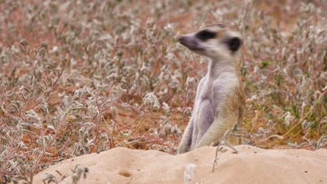 A-Cute-Meerkat-Standing-Inside-The-Hole-Of-A-Sand-And-Being-Curious-On-The-Environment-On-A-Windy-Day-In-Botswana,-Africa