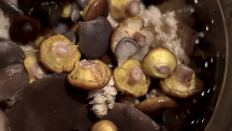 Close-shot-of-multiple-kinds-of-mushrooms