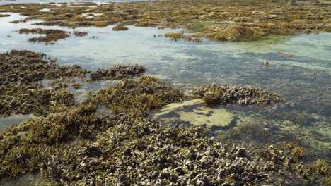 Fringing-coral-reef-during-a-very-low-tide-in-the-Pacific-Ocean,-nature-scene