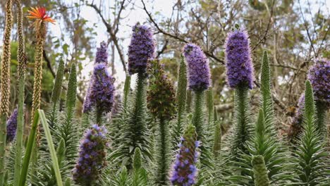 Swarm-of-African-bees-feeding-on-nectar-and-pollen-of-vertical-tall-purple-and-green-stalks,-close-pan-up