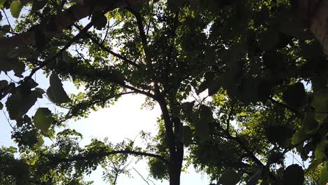 Sun-shine-through-the-tree-green-leaves-slow-motion