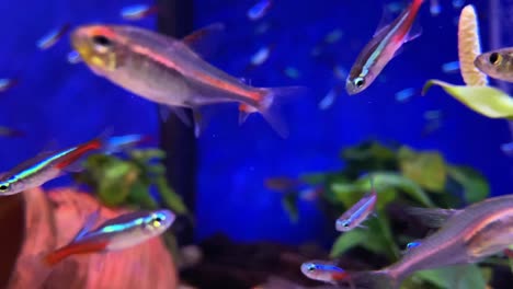 Wunderschöne,-Sortierte-Kleine-Tropische-Fische,-Pflanzen-Und-Ornamente-In-Einem-Aquarium-Mit-Blauem-Hintergrund-Zu-Hause