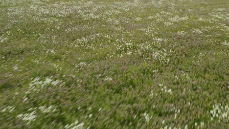 Hypnotic-sweeping-shot-over-wildflower-field-Aerial