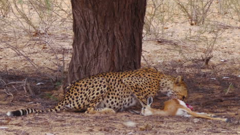 A-Hungry-Cheetah-Feeding-On-A-Dead-Carcass-Under-The-Tree-In-Kalahari-Desert,-South-Africa---medium-shot