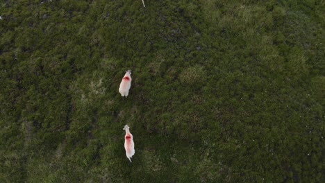 Gruppe-Weißer-Schafe,-Die-Den-Hügel-In-Den-Wicklow-Mountains-In-Irland-Hinaufgehen