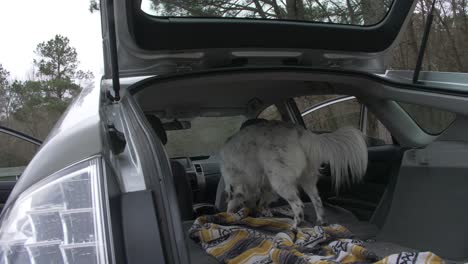 australian-shepherd-dog-in-hatchback-car-slow-motion