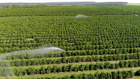 Irrigation-in-orange-plantation-on-sunny-day-in-Brazil