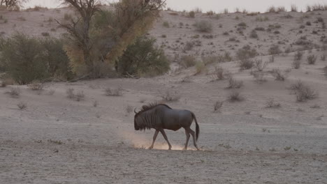Wildebeest-Walking-Alone-On-The-Dry-Land-In-Botswana---Wide-Shot