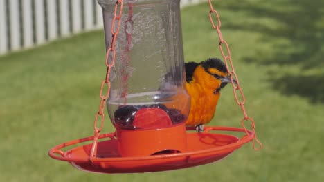 A-male-Bullock's-oriole-at-a-jelly-feeder-fights-off-a-house-finch