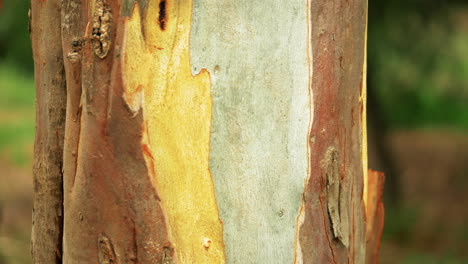 CLOSE-UP-Of-Colorful-Gum-Tree-Bark-And-Wood-From-The-Trunk