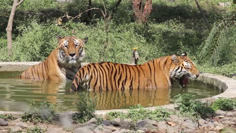 Clip-De-Dos-Tigres-Tomando-Un-Baño-En-Una-Piscina-Del-Zoológico-De-Indore,-Madhya-Pradesh,-India