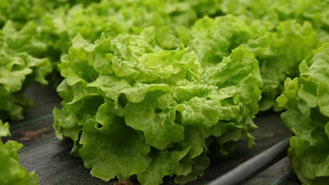 Close-up-view-of-organic-and-sustainable-green-lettuce,-inside-a-pesticide-free-hothouse