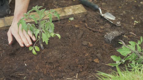 Man-kneading-soil-around-base-of-tomato-plant-in-garden