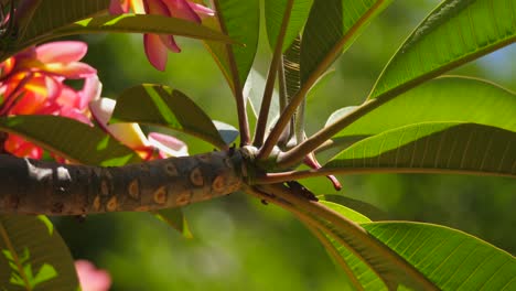 Exotic-Frangipani-Plumeria-branch,-green-translucent-leaves-in-sunlight