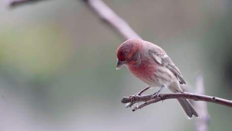 Male-House-Finch-eating-a-sunflower-seed-while-perching-on-a-twig-then-cleaning-its-beak-and-shaking-its-feathers-Slow-motion