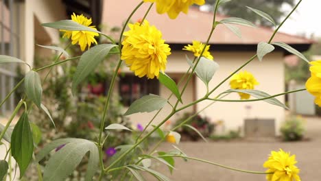 Beautiful-attractive-yellow-delicate-flowers-on-green-plant-with-white-building-in-background,-shallow-focus-zoom-out-close-up