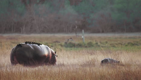 Hipopótamo-Y-Su-Ternero-Caminando-Por-El-Prado-Cubierto-De-Hierba-En-Botswana---Tiro-Medio