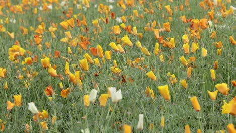 Beautiful-yellow-and-orange-flowers-in-a-open-field-in-Japan-swaying-in-breeze