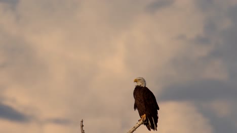 Bald-eagle-perching-on-tree-and-observing-its-surrounding