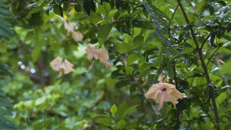 Peach-hibiscus,-flowers-hanging-down-during-rain,-rainy-season-tropical-island