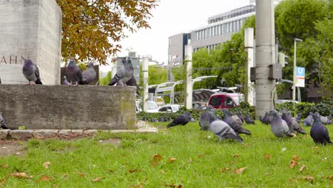 huge-crowd-of-pigeons-chilling-in-the-city-minding-their-own-business-and-flying-away