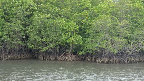 Panning-medium-shot-of-mangrove-forest-in-tropical-wetland-area