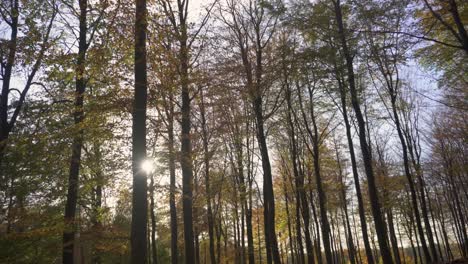 Herbstlicher-Wald,-Dolly-Blick-Durch-Herbstbäume