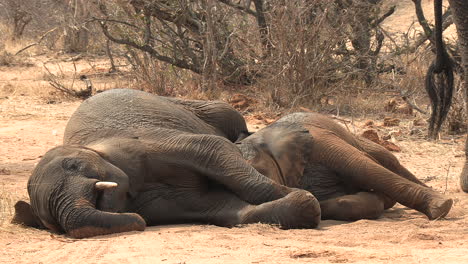 Close-view-of-young-elephant-playing-while-lying-next-to-adult-on-sand
