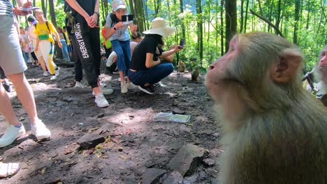 Pack-of-wild-monkeys-eating-food-thrown-by-tourists-in-a-forest,-Ten-Mile-Gallery-Monkey-Forest,-Zhangjiajie-National-Park,-China