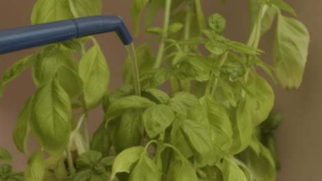 Watering-fresh-basil-in-slow-motion-close-up-on-leaves