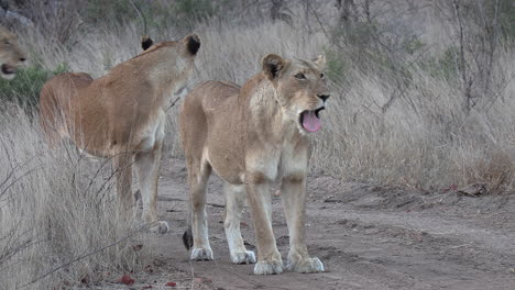 Lionesses-yawn-while-walking-with-cub-on-dirt-road-by-tall-grass