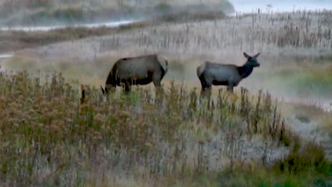 A-mother-Elk-and-her-offspring-graze-in-a-misty-meadow-near-a-river-at-sunrise-in-Yellowstone-National-Park