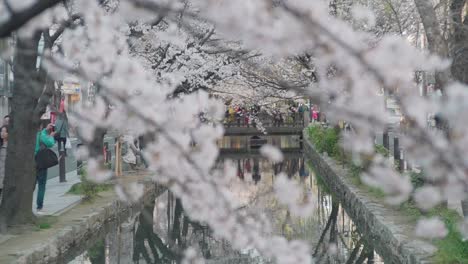Racking-Focus-Between-The-Pretty-Sakura-Cherry-Blossoms-And-The-Calm-Takase-River-In-Kawaramachi,-Kyoto,-Japan