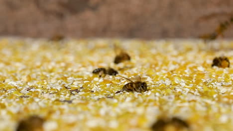 European-bee-collecting-corn-dust,-due-to-few-flowers-the-grain-dust-replaces-the-pollen