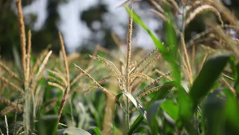 Eine-Maisplantage-Am-Nachmittag-Mit-Einer-Tropischen-Brise