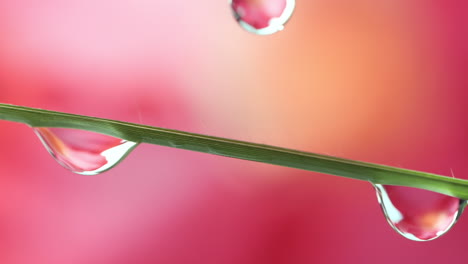 Water-Droplet-Dew-Drop-Drips-On-Grass-in-Slow-Motion-Pink-Background