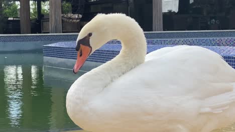 beautiful-white-swan,-bird,-animal