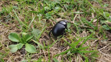 Wild-black-bug-bettle-crawling-over-grass-pasture-in-wilderness-during-daylight