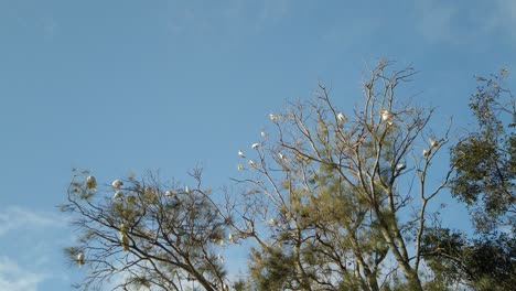 Tilting-down-flock-of-wild-Sulphur-Crested-White-Cockatoos-on-the-tree-branch