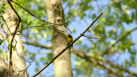 Cute-yellow-Hooded-Warbler-perched-on-tree-branch-in-sunny-forest-singing-song